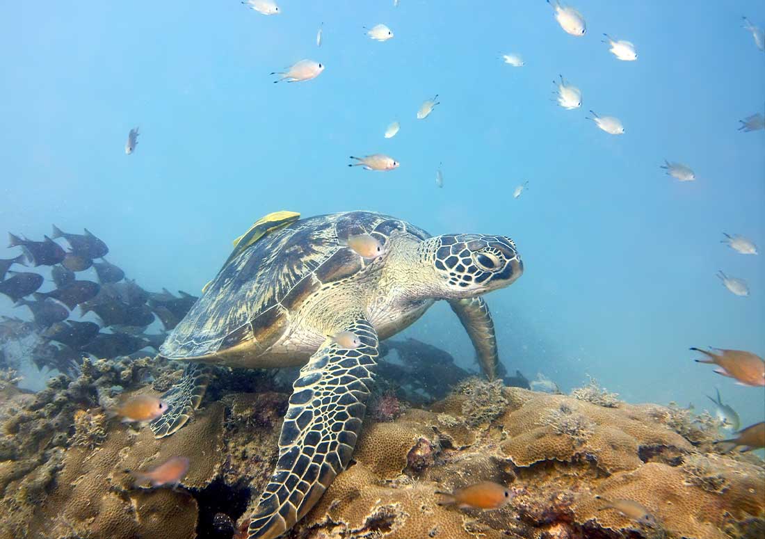 Diving in Zanzibar FUN DIVERS ZANZIBAR Local PADI Dive Resort