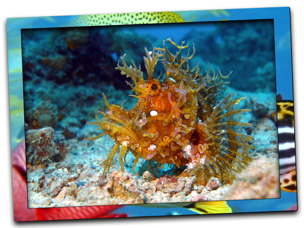 weedy scorpionfish